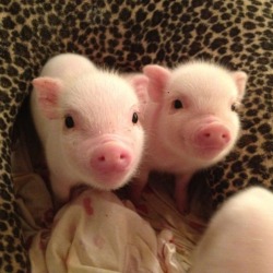 Awwww-Cute:  The Cutest Pair Of Smiles (Source: Http://Ift.tt/1Awngig)  Baby Bacon!