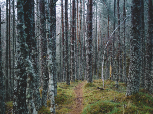 Slow woodland living at Inshriach Bothy, Cairngorms, Scotland.