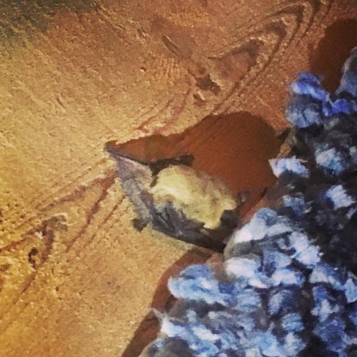 Meet my new best friend “Batmanuel”. Were driving in the desert and a BAT flew inside the car and stuck to my chest. Idk how or why but he stayed in the car for the ride. I havent stopped screaming like a baby. But the Bat chose me lol. So unreal!...