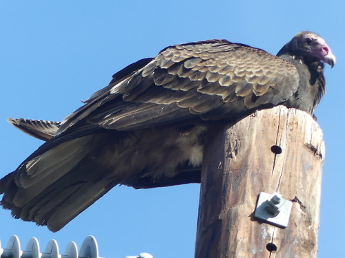 is-the-owl-vid-cute:dzamie:honeymushroom:Turkey Vulture, Cathartes auraA fine demonstration that vol