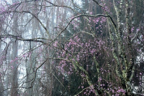 thetwilightgarden:foggy spring morning by Molly Deanwww.mollydean.com