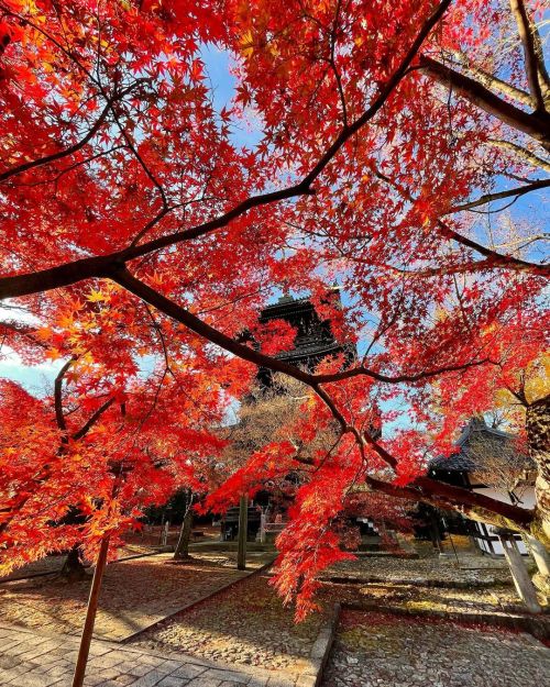 ’ ’ 【紅葉の京都】真如堂 ’ ’ 三重塔と朝陽に照らされた紅葉 ’ ’ この日は仕事行く前に 自転車で坂道上がるのがんばった