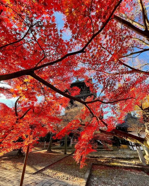 &rsquo; &rsquo; 【紅葉の京都】真如堂 &rsquo; &rsquo; 三重塔と朝陽に照らされた紅葉 &rsquo; &rsquo; この日は仕事行く前に 自転車で坂道上がるのがんばった