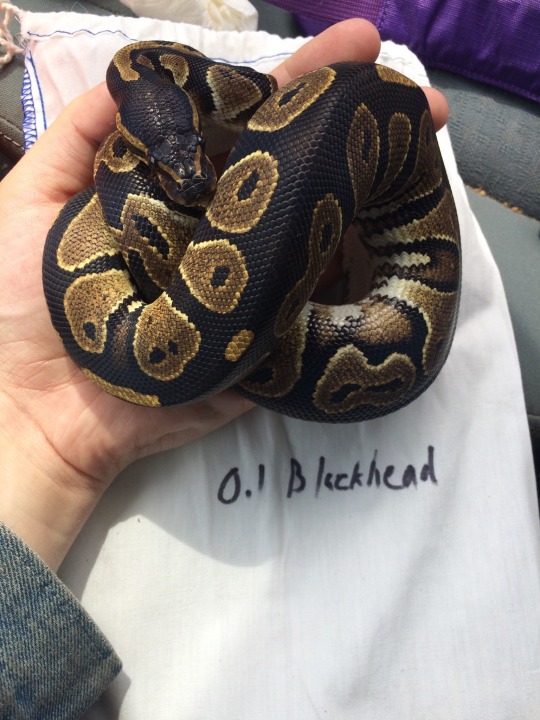boa vs python fanfiction boa vs python fanfiction
