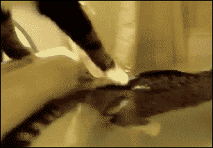 puppypu:  http://puppypu.tumblr.com/