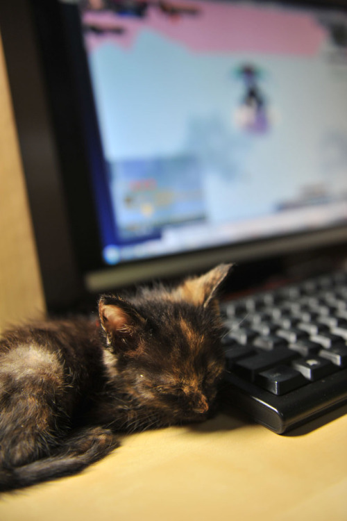 catsbeaversandducks:Chinese Photographer Finds An Adorable Tortie StrayShe’s so tiny and cute!