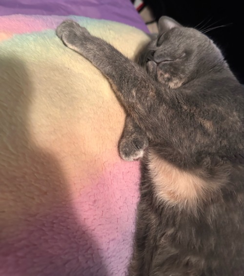 Cleopatra Sleeps Like She Just Worked A 12 Hour Shift