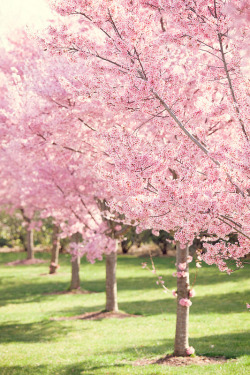 musts:cherry blossoms II by Kathy Froilan