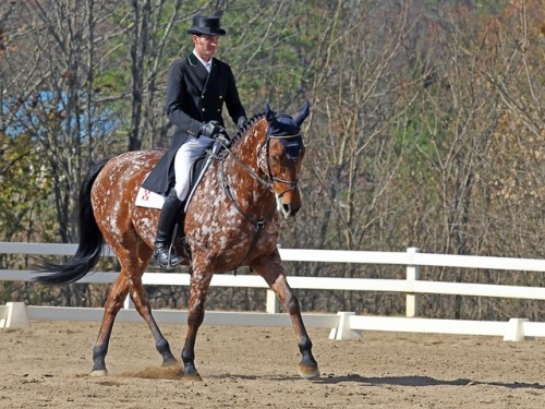 all-the-horses: Magic ReplicaMystic Replica x JuneThoroughbred Cross, Gelding16.2hhBorn 2005