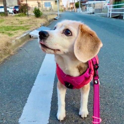 夕方の散歩#ピーチ #ビーグル #ビーグル犬 #peach #beagle #beagles #dog #dogs #beaglesofinstagram #beaglestagram #b