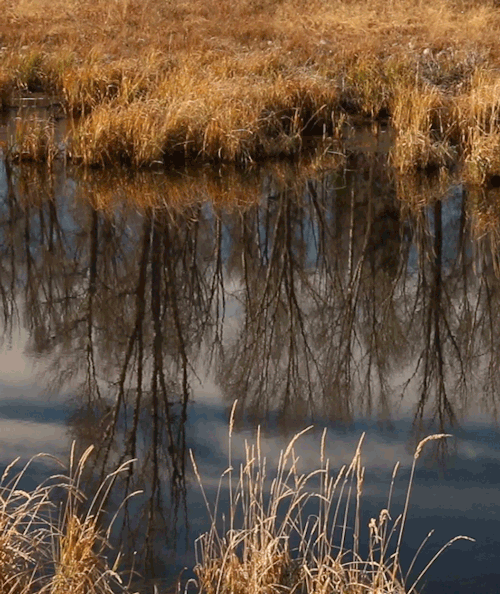 Shimmering: Trees quiver as they reflect in the perfectly still waters of a wetland, Grand Teton Nat