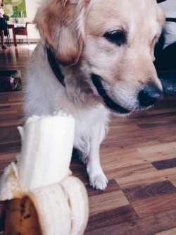 aspoonfuloflissi:  One reason why my dog is the coolest and cutest: she freaking loves bananas 