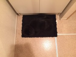 highlandvalley:  がんちゃんほんと危ないからそこだけはやめてよぉ、、 #猫 #黒猫 #黒猫あるあるhttps://twitter.com/narisaki1/status/900299555500998656/photo/1