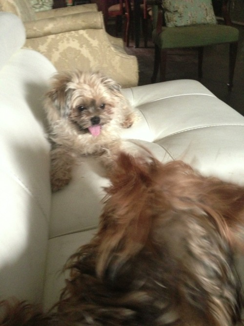 shorkie vs yorkie