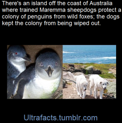 ultrafacts:  “No foxes have killed penguins