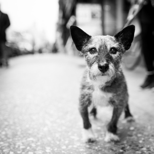 thedogist:Willie, Terrier mix, 16th &amp; 8th Ave., New York, NY • “He’s just a