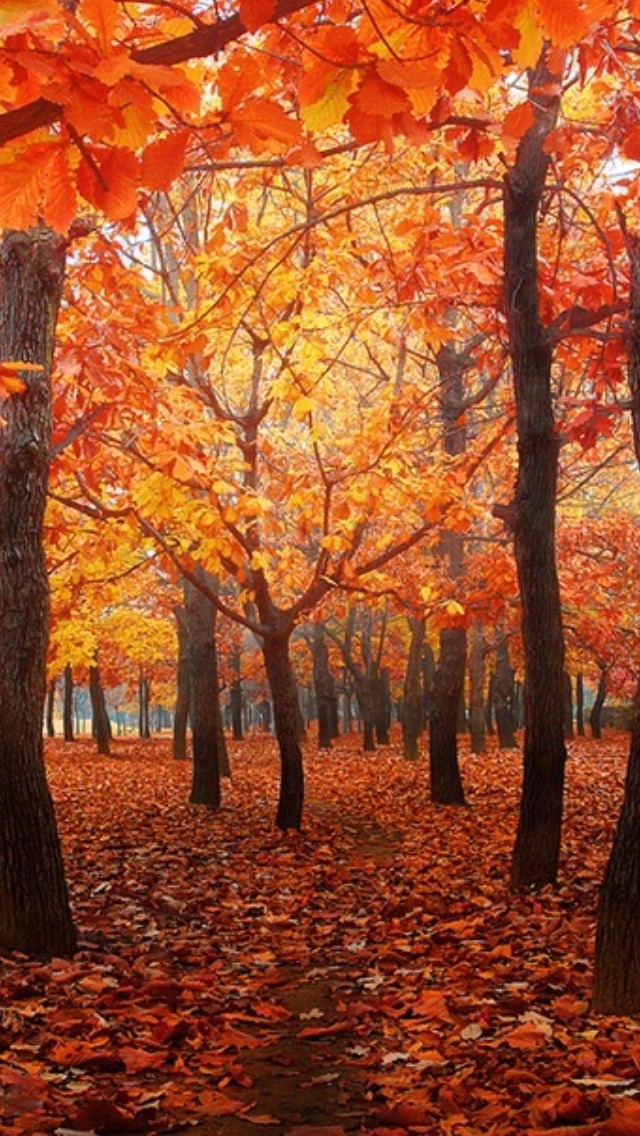 phone-wallpapers-heaven:  Falling for the Autumn /Lockscreens/  