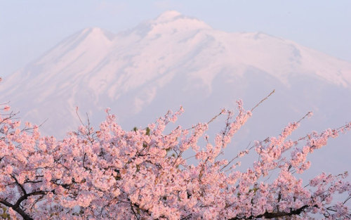 Sakura: Explosively Beautiful Cherry Blossoms In JapanSakura, the Japanese word for cherry blossoms,