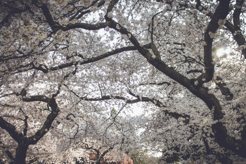 Cherry Blossoms at University of Washington - Seattle, Washington