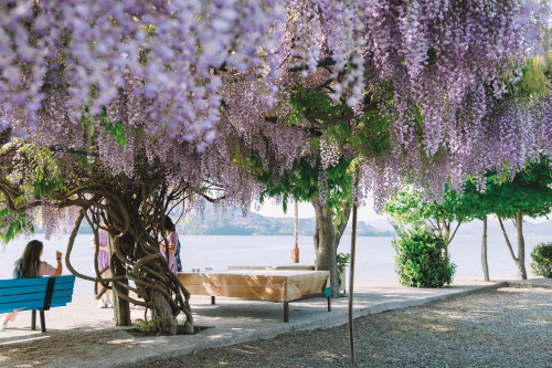 boohwanj:2022-05-01Spring, Wisteria flowerCanon EOS R3 + RF15-35mm f2.8L ISInstagram  |  hwantastic7