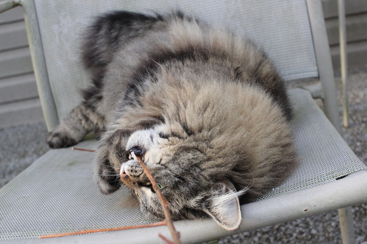 dollsahoy:  thelifeofacatlady:  dollsahoy:  Floof vs Stick  Please tell me it’s