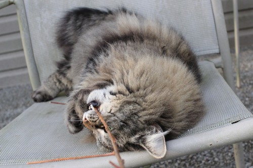 dollsahoy:  thelifeofacatlady:  dollsahoy:  Floof vs Stick  Please tell me it’s actual name is floof.  It is!  We found her last year and started referring to her as The Floofy Cat while we were trying to find her real owners.  No-one ever turned