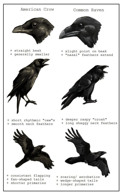 avianawareness:  ofpaperandponies:  Crow Vs. Raven by PasoRavens are also largely solitary, while crows are gregarious. Crows tend to be snippy at each other, while ravens, when in groups, tend to play “games” that seem to (at least to humans) have