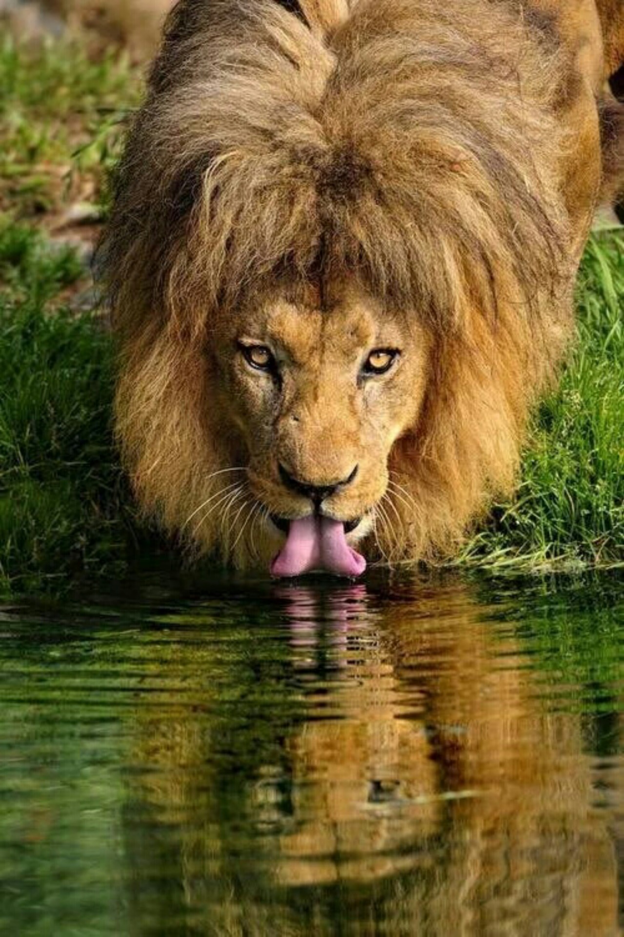 poleauxdabeast:  What she sees when I’m licking her soul and tasting her thoughts.
