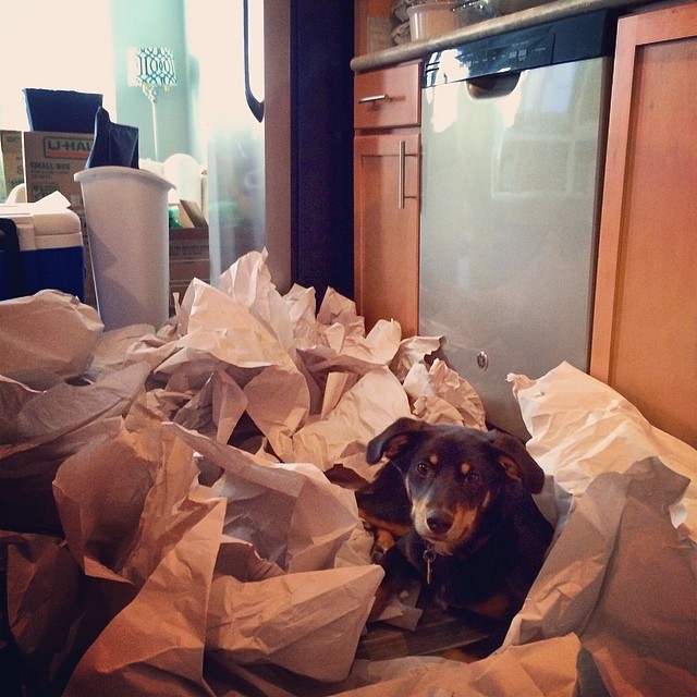 Ginger loves unpacking. #moving #stl #dogsofinstagram (at Cortona at Forest Park)