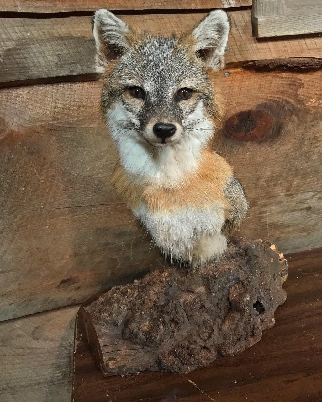 Gray Fox Taxidermy Reference Photo Cd 