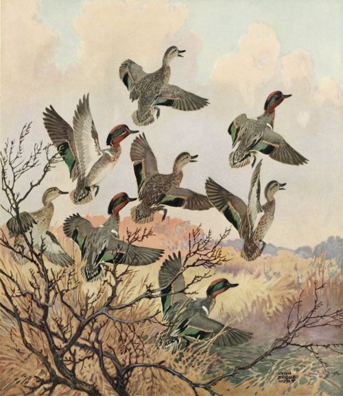 art-and-things-of-beauty: Eurasian teal or common teal (Anas crecca) by Lynn Bogue Hunt (1878-1