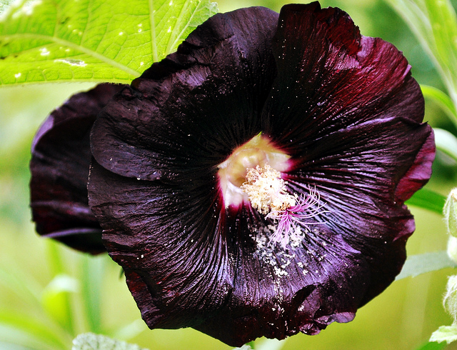 serenepristine:  BLACK/DARK FLOWERS for all my little goth friends: Black Cat/Velvet