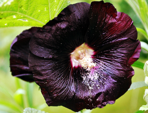 Sex serenepristine:  BLACK/DARK FLOWERS for all pictures