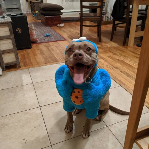 Rosie wanted to be Ja Rule for Halloween #cookiemonster #rosieblog #velvethippo #wheresherchain #jer