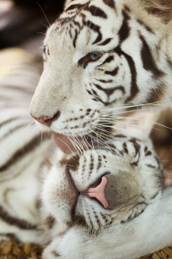 plasmatics-life:  Mother Suriya and her son ~ By Wild-Lweek 