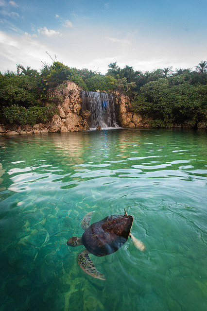 tulipnight:  Mr Sea turtle on Miyako island by Shenanigans in Japan on Flickr.