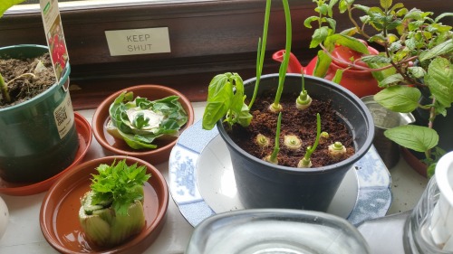 State of the vegetable garden. If anyones wondering about the brown stalks on the basil they’re not 