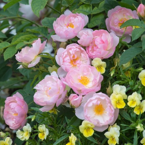 green-is-the-garden:    ’Scarborough Faire’ David Austin Roses.  