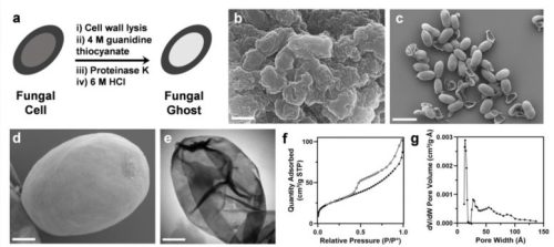 New Form of Synthetic Melanin: “Fungal Ghosts” Protect Skin, Fabric From Toxins, RadiationInspired b