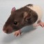 remtheratfem