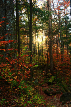 mistymorningme:  Smoky Mountains Trail to Grotto Falls at Sunset by © JoeyBLS Photography