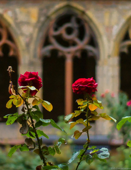 medieval-woman: im Namen der Rose (Cloister of the Gothic Augustinian Church - Augustinian Hermits) 