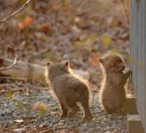 ハッピーエブリデイ！‏@happy__365   パパ「裏庭に子狐いたわ」→撮影された写真がマジでかわいすぎる http://happyeveryday.biz/?post_type=post&amp