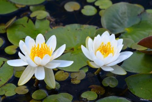 tokarphoto:Life in the lily pond…Nymphaea odorata, Addington Highlands, ON. Canada~ Coast to Coast ~