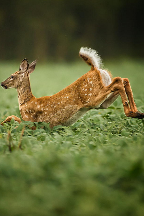 Sex  500px: Running Deer ~ By JRD PHOTOGRAPHY » pictures