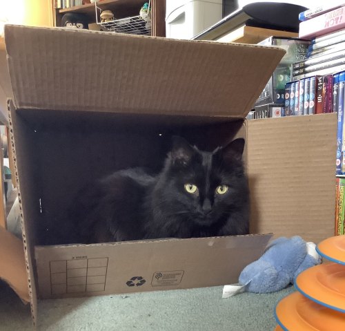 It is no longer his birthday, but he has received a gift of Box.