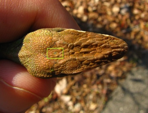 parusaro: Many reptiles, amphibians, and some fish have a third, parietal eye located on top of