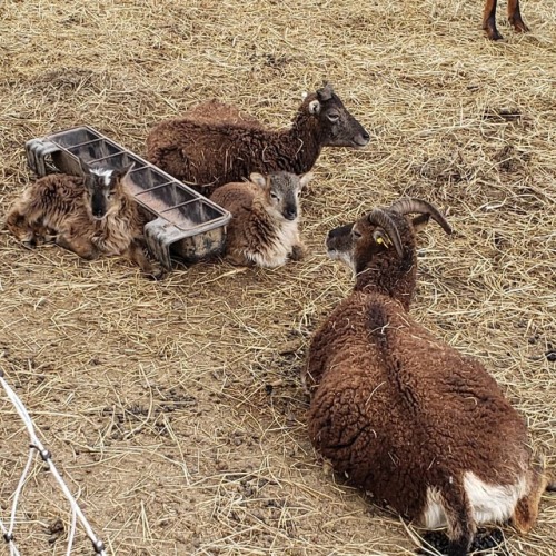 neolithicsheep:The two Soay ewe lambs and their mothers.www.instagram.com/p/Bv95gMllAGZ/?utm