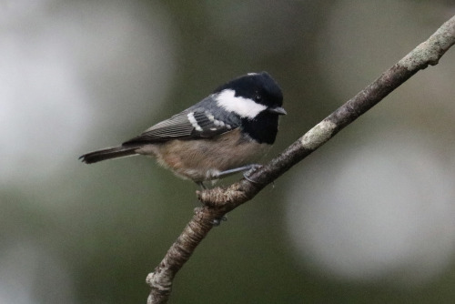 It’s been extremely grey and dark today, with rain in the air. I still managed to see a few birds - 