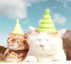 kittycatdaily:   [x]  
